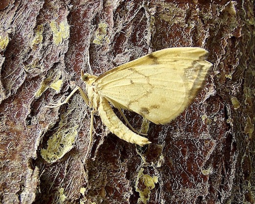 barred straw